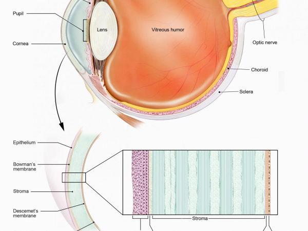 OA Corner: How do we see?