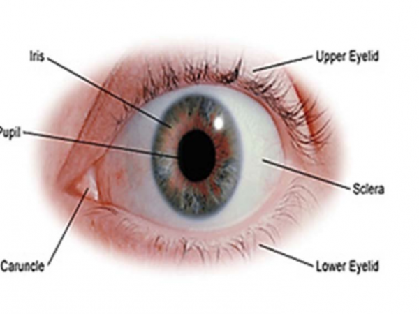 The eye and its structure